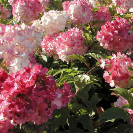 Hydrangea paniculata 'Vanille Fraise' Renhy - Hortensia rose et blanc