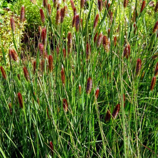 Pennisetum messiacum 'Red Bunny Tail's' - Herbe aux écouvillons rouges