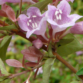 Abelia schumannii - Abélia de Schuman violet