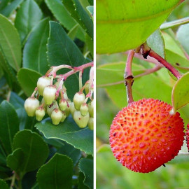 Arbutus unedo 'Compacta' - Arbousier compact - Arbre aux fraises rouge