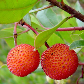 Arbutus unedo 'Compacta' - Arbousier compact - Arbre aux fraises rouge