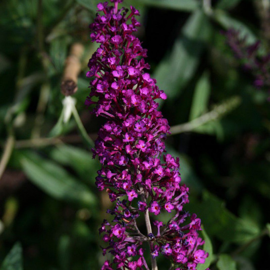 Buddleia davidii 'Nanho Purple' - Arbre aux papillons pourpre - Buddleja