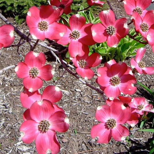 Cornus florida 'Cherokee Chief' - Cornouiller à grandes fleurs roses