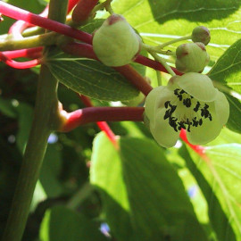 Actinidia arguta 'Issaï' * - Mini-Kiwi groseille - Kiwai petits fruits AUTOFERTILE