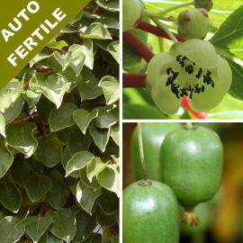 Actinidia arguta 'Issaï' * - Mini-Kiwi groseille - Kiwai petits fruits AUTOFERTILE