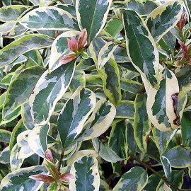 Ligustrum lucidum 'Tricolor' - Troène tricolore panaché de greffe