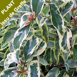 Ligustrum lucidum 'Tricolor' - Troène tricolore panaché de greffe