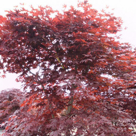 Acer palmatum 'Bloodgood' - Erable japonais rouge palmé issu de GREFFE