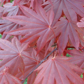 Acer palmatum 'Bloodgood' - Erable japonais rouge palmé issu de GREFFE