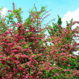 Crataegus laevigata 'Paul’s Scarlet' - Aubépine à fleurs rouges
