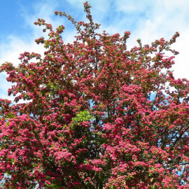 Crataegus laevigata 'Paul’s Scarlet' - Aubépine à fleurs rouges