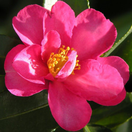 Camellia sasanqua 'Hyriu' * - Camélia d'automne rose fuchsia