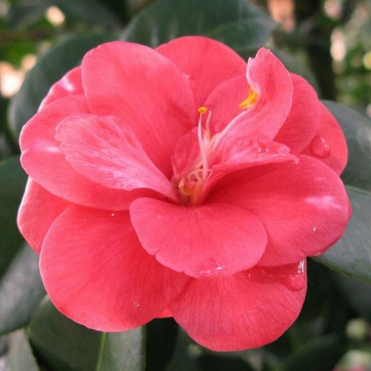Camellia japonica 'Lady Campbell' * - Camélia d'hiver rose