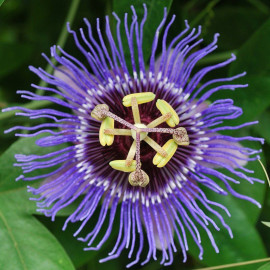 Passiflora 'Purple Haze' - Fleur de la passion mauve
