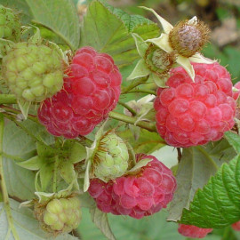Rubus idaeus ‘Zéva’ - Framboisier remontant