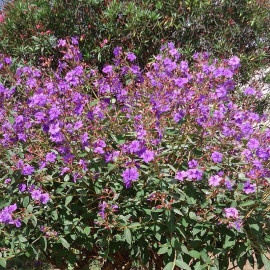 Tibouchina urvilleana - Tibone d'Urville - Tibouchine violet