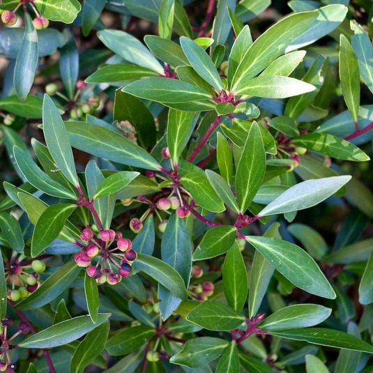 Drymis aromatica - Tasmannia lanceolata - Poivre de Tasmanie