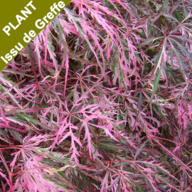 Acer palmatum 'Hana Matoï'® - Erable du Japon panaché rose issu de GREFFE