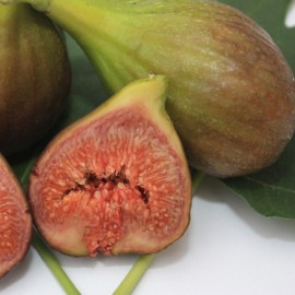 Ficus carica 'Dottato' - Figuier à fruits jaune-vert - Figue comestible bianco