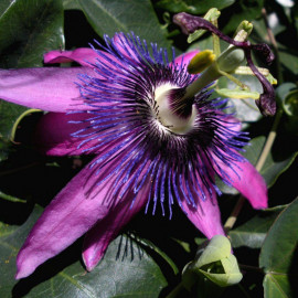 Passiflora x kewensis 'Purple Passion' - Fleur de la passion pourpre