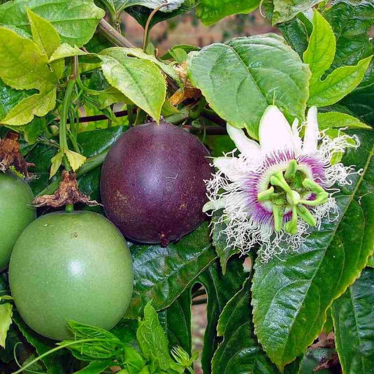 Passiflora edulis - Passiflore Maracuja - Fruit de la passion