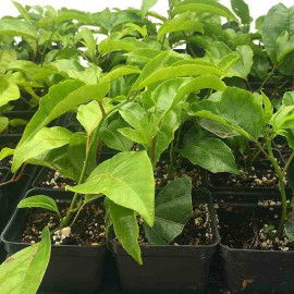 Passiflora edulis - Passiflore Maracuja - Fruit de la passion