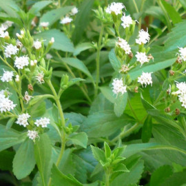 Stevia rebaudiana - Plante à sucre