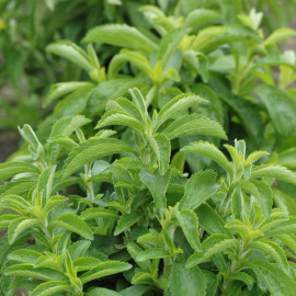 Stevia rebaudiana - Plante à sucre