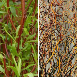 Salix tortuosa 'Orange' - Saule tortueux de Pékin