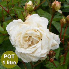 Rosa 'The fairy Blanc - Little White Pet' - Rosier buisson blanc en POT
