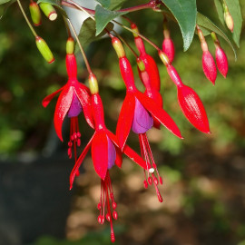 Fuchsia regia 'Reitzii' - Fuschia arbustif résistant au froid