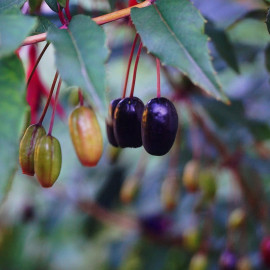 Fuchsia regia 'Reitzii' - Fuschia arbustif résistant au froid