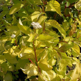 Cornus alba 'Aurea' - Cornouiller doré à bois rouge