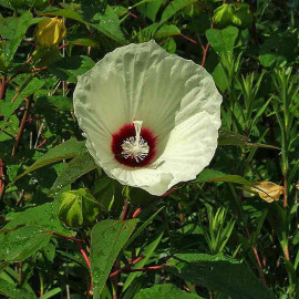 Hibiscus moscheutos 'Alba' - Hibiscus palustris - Ketmie des marais blanc