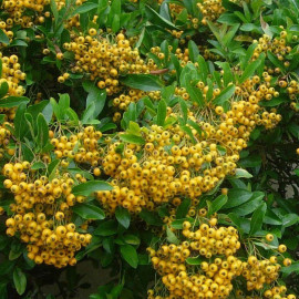 Pyracantha 'Soleil d'or' - Buisson ardent jaune - Pyracanthe