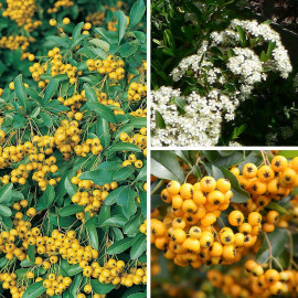 Pyracantha 'Soleil d'or' - Buisson ardent jaune - Pyracanthe