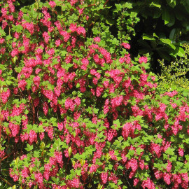 Ribes sanguineum 'King Edouard VII' - Groseillier Cassis fleurs