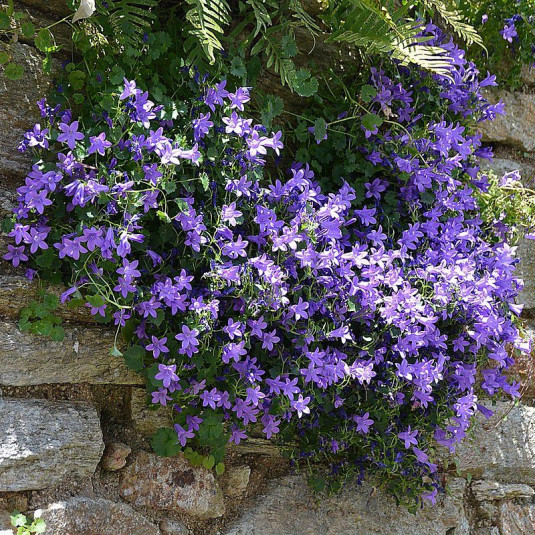 Campanula portenschlagiana (muralis) - Campanule des murailles bleue