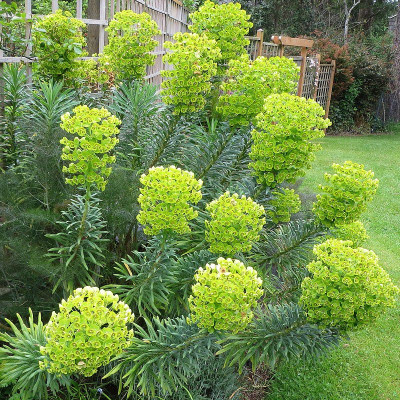 Euphorbia characias 'Wulfenii' - Euphorbe des Vallons