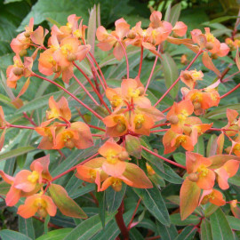 Euphorbia griffithii 'Fireglow' - Euphorbe de Griffith orange