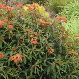 Euphorbia griffithii 'Fireglow' - Euphorbe de Griffith orange