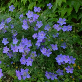 Geranium 'Johnson's Blue' - Géranium vivace bleu