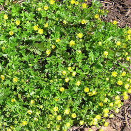 Waldsteinia ternata - Fraisier stérile jaune