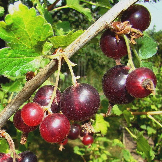 Ribes nidigrolaria 'JostaBerry' - Caseille Josta