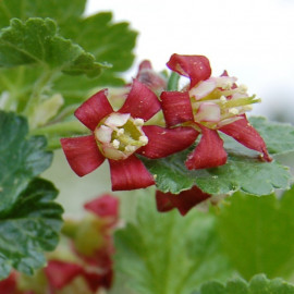 Ribes nidigrolaria 'JostaBerry' - Caseille Josta