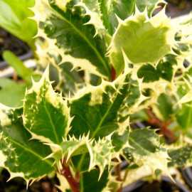 Ilex aquifolium 'Ferox Variegata' - Houx commun hérisson auréa