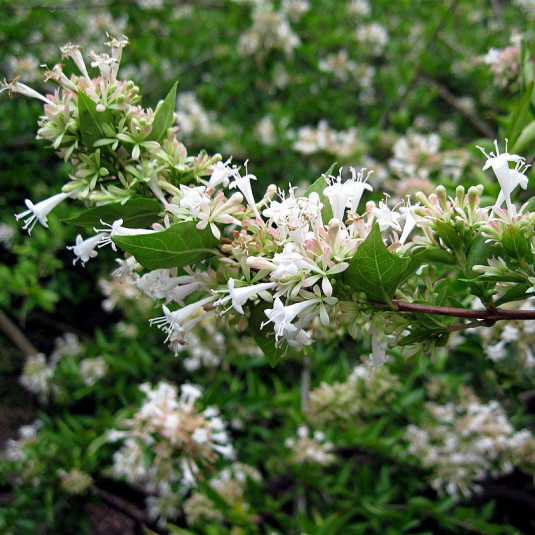 Abelia chinensis - Abélia de Chine