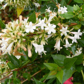 Abelia chinensis - Abélia de Chine