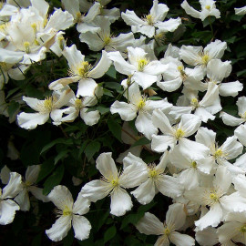 Clematis montana 'Grandiflora Alba' - Clématite des montagnes blanche