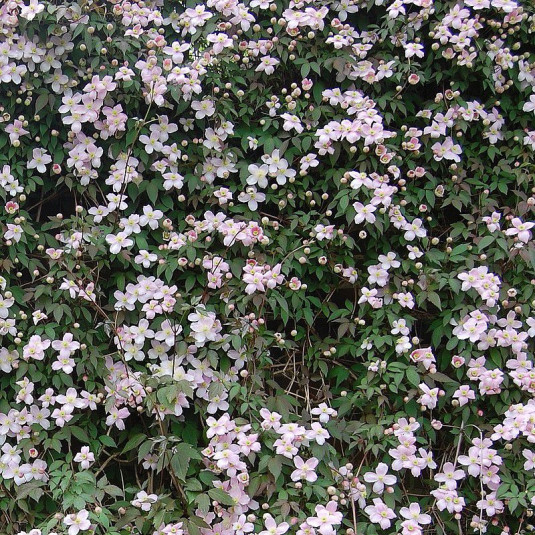 Clematis montana 'Tetrarose' - Clématite des montagnes rose